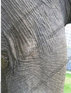 elephant skin 0002